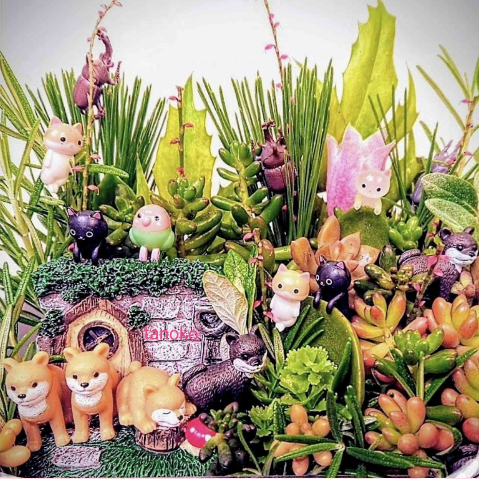 多肉箱庭の投稿画像一覧｜🍀GreenSnap（グリーンスナップ）