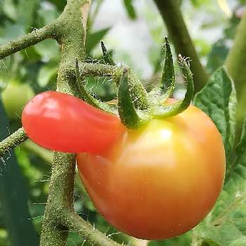 ミニトマト栽培の画像 by オッカさん | 畑とキラキラ✨とミニトマト栽培とありがとう♡とありがとう❤️と愛らしいと楽しんでと深呼吸と癒されると可愛いとリラックスタイムと楽しむ