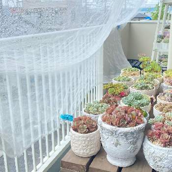 遮光ネットの投稿画像一覧 Greensnap グリーンスナップ