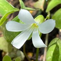 オキザリス,オキザリス・トライアングラリス,カタバミ,花壇,ガーデニングの画像