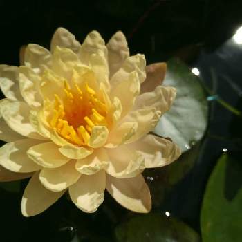 すいれん　睡蓮　スイレンの画像 by kinakoさん | 小さな庭とかわいいとすいれん　睡蓮　スイレン