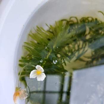 アナカリス オオカナダモ の投稿画像一覧 Greensnap グリーンスナップ