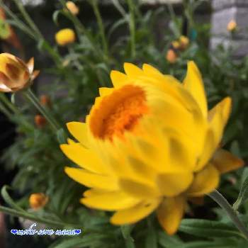 コロロの投稿画像一覧 Greensnap グリーンスナップ