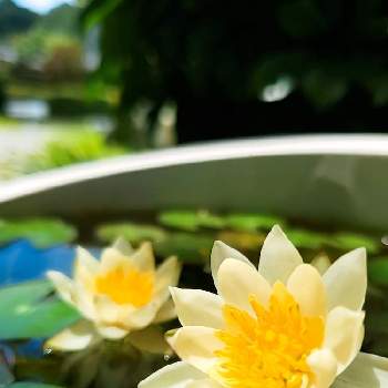 すいれん　睡蓮　スイレンの画像 by jessicaさん | 広い庭と姫睡蓮と植物のある暮らしとメダカ鉢とまいがーでんとすいれん　睡蓮　スイレン