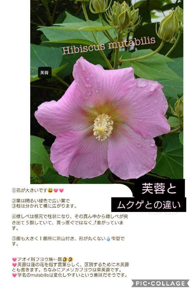 アオイ科の花 ムクゲ フヨウ タチアオイ Greensnap グリーンスナップ