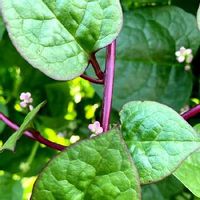 ツルムラサキの育て方 種まきや苗の植え方は プランター栽培もできる Greensnap グリーンスナップ ツルムラサキの育て方 種まきや苗の植え方は プランター栽培もできる Greensnap グリーンスナップ