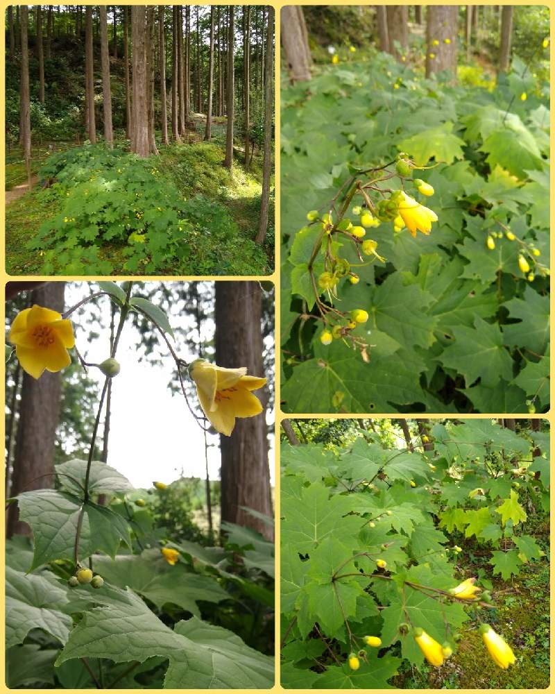 牧野公園の投稿画像 By 合歓の木さん 牧野富太郎博士出身地と高知県佐川と M Family と花のある暮らしと佐川城跡地とキレンゲショウマ とお出かけ先と牧野公園と牧野富太郎博士出身地と高知県佐川と M Family と花のある暮らしと佐川城跡地 21月7月23日 牧野公園の投稿画像 By 合歓の木さん 牧野富太郎博士出身地と高知県佐川と M Family と花のある暮らしと佐川城跡地とキレンゲショウマ とお出かけ先と牧野公園と牧野富太郎博士出身地と高知県佐川と M Family と花のある暮らしと佐川城跡地 21月7月23日