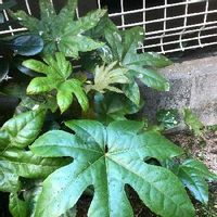 ヤツデの育て方 挿し木や種まきのコツは 虫はつかない Greensnap グリーンスナップ