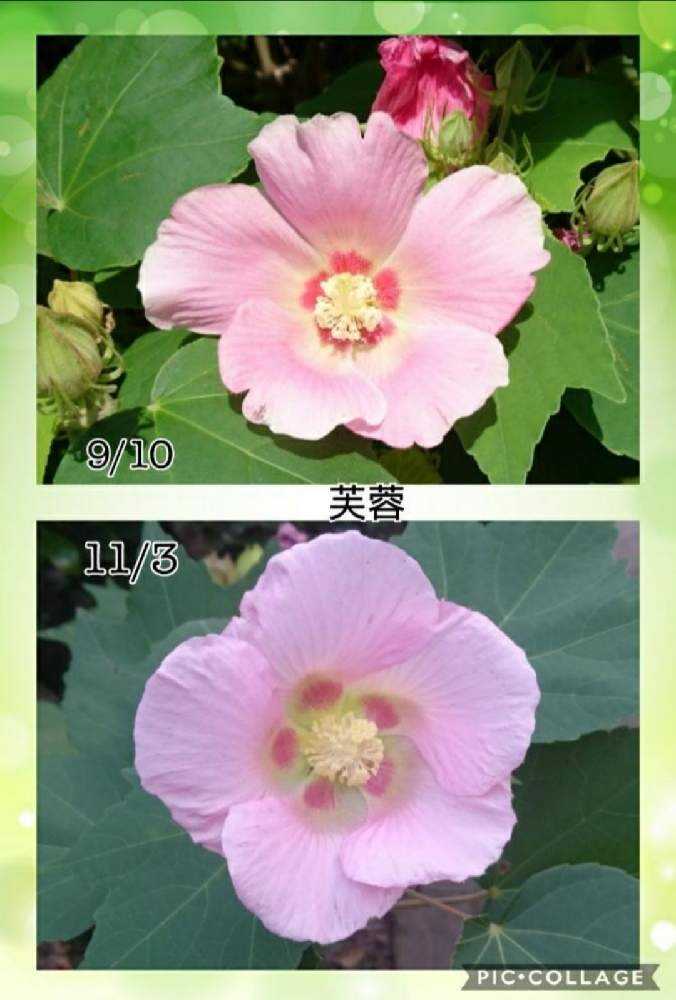 アオイ科の花 ムクゲ フヨウ タチアオイ Greensnap グリーンスナップ