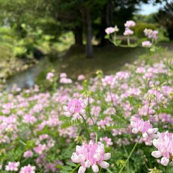 タマザキクサフジの画像 by tomoさん | タマザキクサフジと清流とピンクの花とお写んぽと清流森林浴とさいわい公園と夏の花と季節の花と北海道から