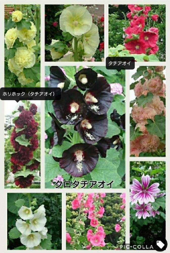 アオイ科の花 ムクゲ フヨウ タチアオイ Greensnap グリーンスナップ