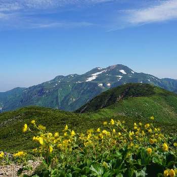 ミヤマダイコンソウの画像 by ななぱふさん | お出かけ先とミヤマダイコンソウと自然の中でとハイキング・登山と石川県とミラーレスで撮影