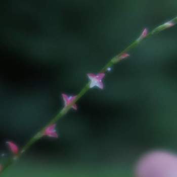 水引の投稿画像一覧 Greensnap グリーンスナップ