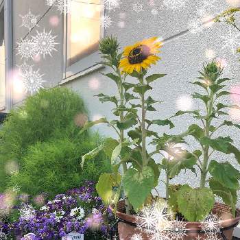 サンク・エールの画像 by いっとさん | コキアとサンクエールとサンク･エールと夏の花と季節の花と花のある暮らしと園芸初心者とガーデニング一年生と砂利だらけの庭とサンフラマニアとサントリー フラワーズとオルトランとサントリーフラワーズ♥️と三色植えとガーデニング3ヶ月目とガーデニング初心者と鉢植えとサンク・エールとマグァンプKと成長記録と花と生きるサントリー