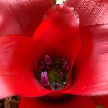 可愛い！！の画像 by キムチさん | 玄関と ネオレゲリアと山形と咲くみたいと可愛い！！とイキイキ✨と植中毒と初めてのお花