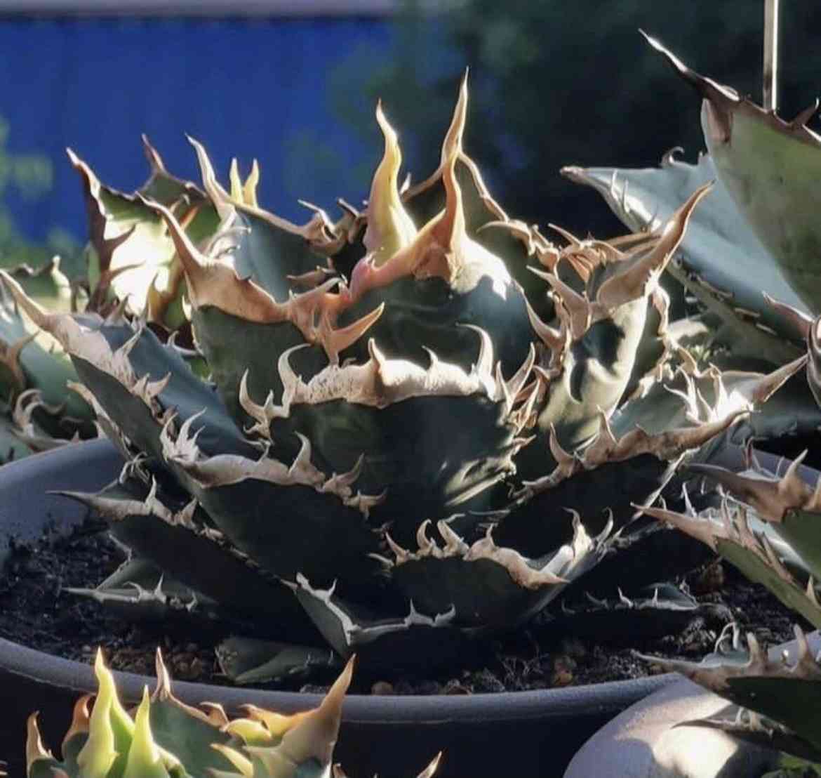 アガベ 海王子株 成長記録｜🍀GreenSnap（グリーンスナップ）