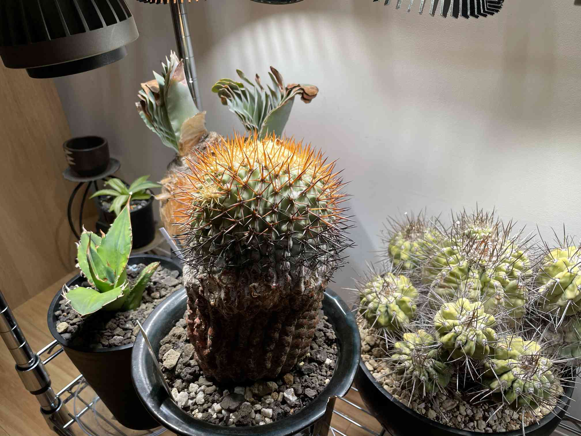 孤竜丸　実生　コピアポア　サボテン RAFLUMコレクション】コピアポア コルムナアルバ 