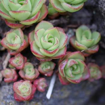 イワレンゲの投稿画像一覧 Greensnap グリーンスナップ