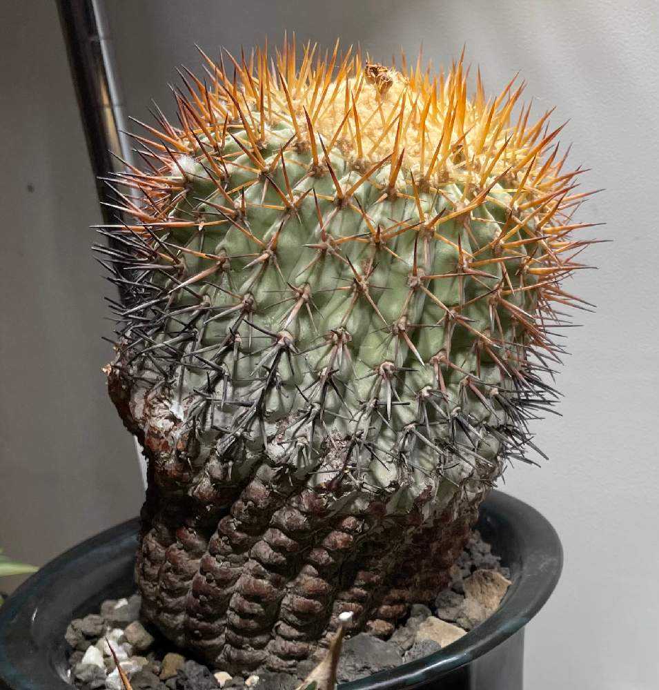 コピアポア 孤竜丸 ティグリレンシス 管理記録｜🍀GreenSnap（グリーン