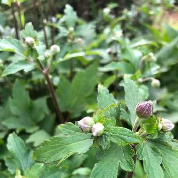 ピンクのつぼみの投稿画像一覧 Greensnap グリーンスナップ