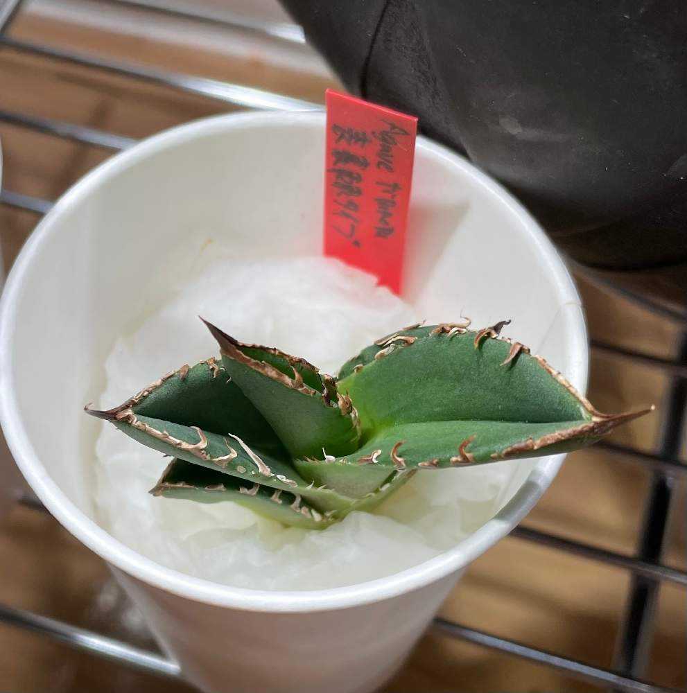 アガベ チタノタ 表裏棘タイプ 子株 agave titanota pup(アガベ)｜売買されたオークション情報、yahooの商品情報をアーカイブ公開  - オークファン アガベ