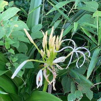 浜木綿の投稿画像一覧 Greensnap グリーンスナップ