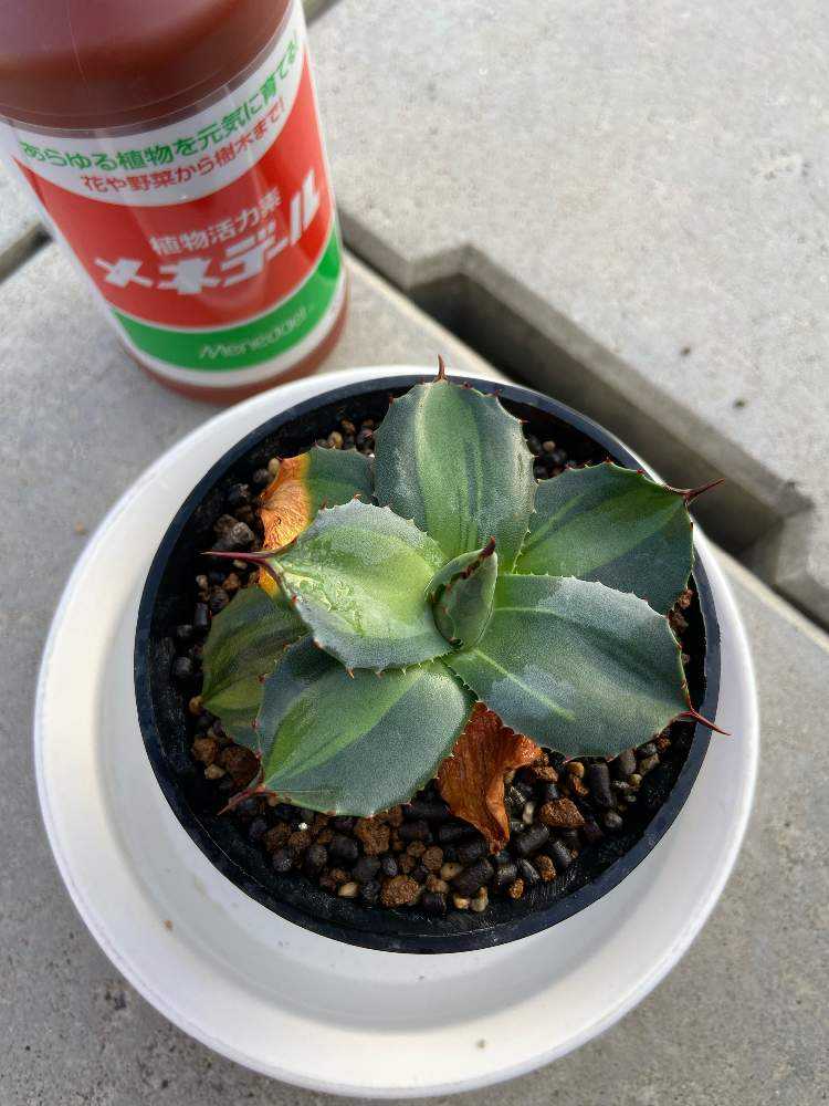 吉祥天錦の成長記録｜🍀GreenSnap（グリーンスナップ）