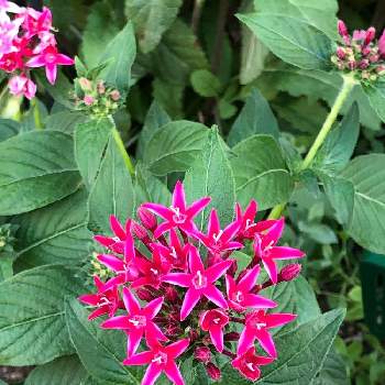 ペンタス グラフィティ フラーティピンクの投稿画像一覧 Greensnap グリーンスナップ