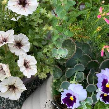 ペチュニア カプチーノの投稿画像一覧 Greensnap グリーンスナップ