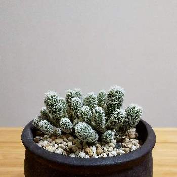 可愛いサボテンの投稿画像一覧 Greensnap グリーンスナップ