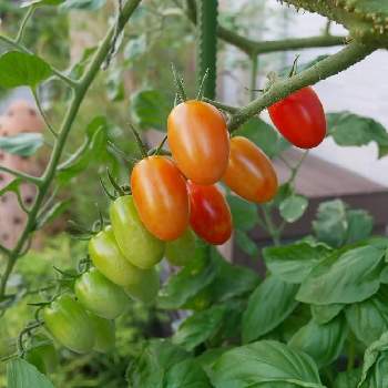 サントリー本気野菜 純あま ミニトマト の投稿画像一覧 Greensnap グリーンスナップ
