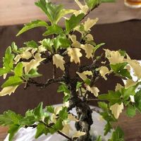 ヒメウツギの育て方 水やりや植え替えの時期 剪定方法は Greensnap グリーンスナップ ヒメウツギの育て方 水やりや植え替えの時期 剪定方法は Greensnap グリーンスナップ