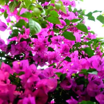 花での癒しの画像 by nicoさん | プーゲンビリア？？と花での癒しと自然大好きと季節の花と自然体で生きようと花のある暮らしと花でつながりたいと私と花の関係について学ぶと自然が好き