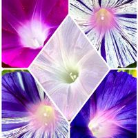 アサガオ,朝顔,いつもありがとう♡,種から,綺麗の画像