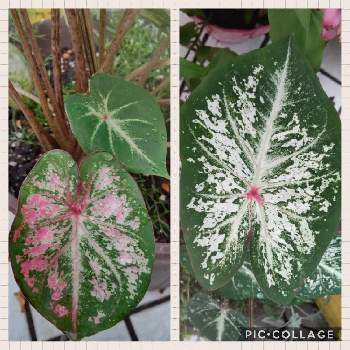 ハート型の葉っぱの投稿画像一覧 Greensnap グリーンスナップ