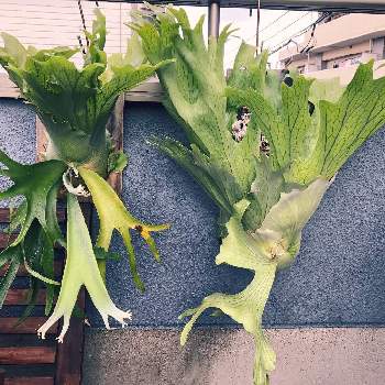 ビカクシダ ウィリンキー バリの投稿画像一覧 Greensnap グリーンスナップ