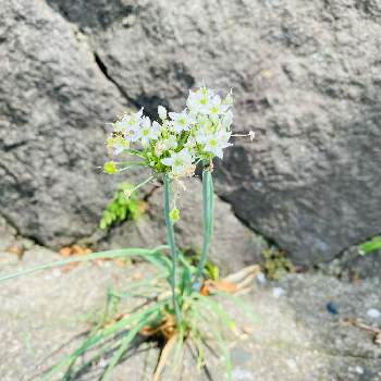 食べられる野草の投稿画像一覧 Greensnap グリーンスナップ