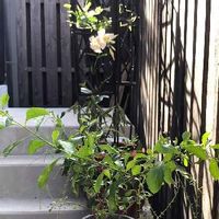 沈丁花 ジンチョウゲ の育て方 植え付けや植え替え時期は 剪定は必要 Greensnap グリーンスナップ 沈丁花 ジンチョウゲ の育て方 植え付けや植え替え時期は 剪定は必要 Greensnap グリーンスナップ