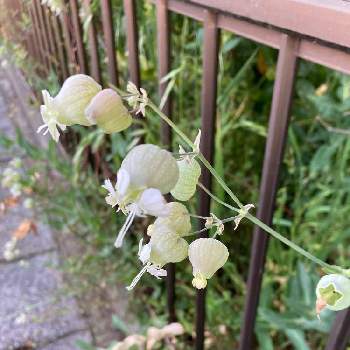 シレネグリーンベルの投稿画像一覧 Greensnap グリーンスナップ