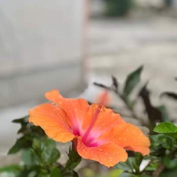 カラフルの投稿画像一覧 Greensnap グリーンスナップ