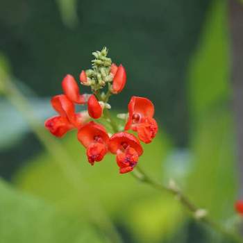 ベニバナインゲンの投稿画像一覧 Greensnap グリーンスナップ