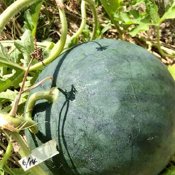 ウリ科の投稿画像一覧 Greensnap グリーンスナップ