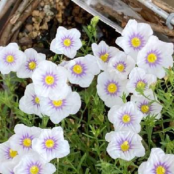 ニーレンベルギア オーガスタ ブルーリングの投稿画像一覧 Greensnap グリーンスナップ