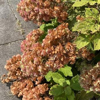 柏葉紫陽花の投稿画像一覧 Greensnap グリーンスナップ