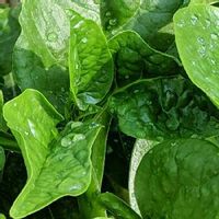 ツルムラサキの育て方 種まきや収穫の時期は プランター栽培もできる Greensnap グリーンスナップ ツルムラサキの育て方 種まきや収穫の時期は プランター栽培もできる Greensnap グリーンスナップ