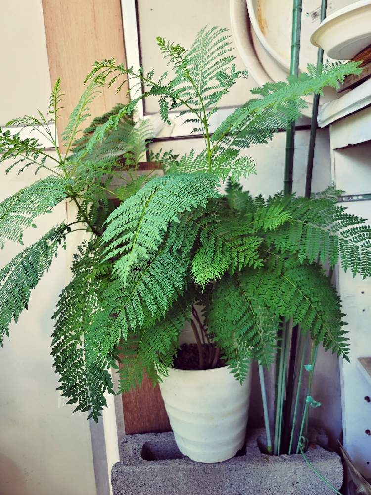 バルコニー ベランダの投稿画像 By ゅきち さん 観葉植物とおうち園芸と ジャカランダと緑のある暮らしと植物園と観葉植物とおうち園芸と ジャカランダと緑のある暮らしと植物園 21月7月24日 Greensnap グリーンスナップ Greensnap グリーンスナップ