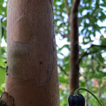 ヒメシャラの投稿画像一覧 Greensnap グリーンスナップ