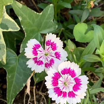 アメリカナデシコの投稿画像一覧 Greensnap グリーンスナップ