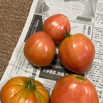 ゼメルカウ（トマト）の画像 by dp106さん | 畑とゼメルカウ（トマト）とスロベニアンオックスハート（トマト）と家庭菜園とトマト栽培とおうち園芸とおうちde菜園