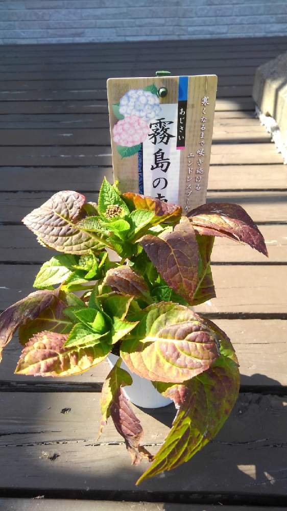 見切り品 紫陽花 霧島の恵 Greensnap グリーンスナップ